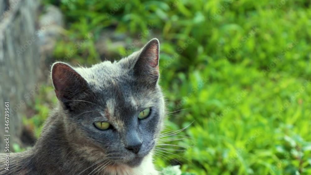 Close up colorful shot of grey/gray mixed breed Russian blue cat sitting on wooden steps near a garden with natural backlight as the day approaches golden hour. Close up colorful shot of grey/gray mixed breed Russian blue cat sitting on wooden steps near a garden with natural backlight as the day approaches golden hour.