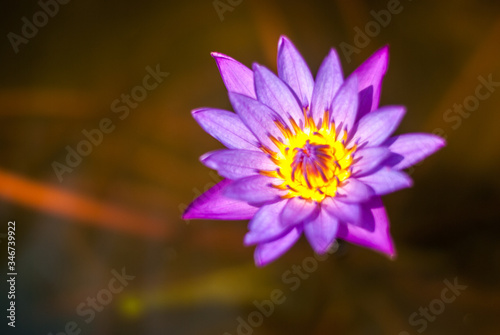 Close up of pink lotus flowers