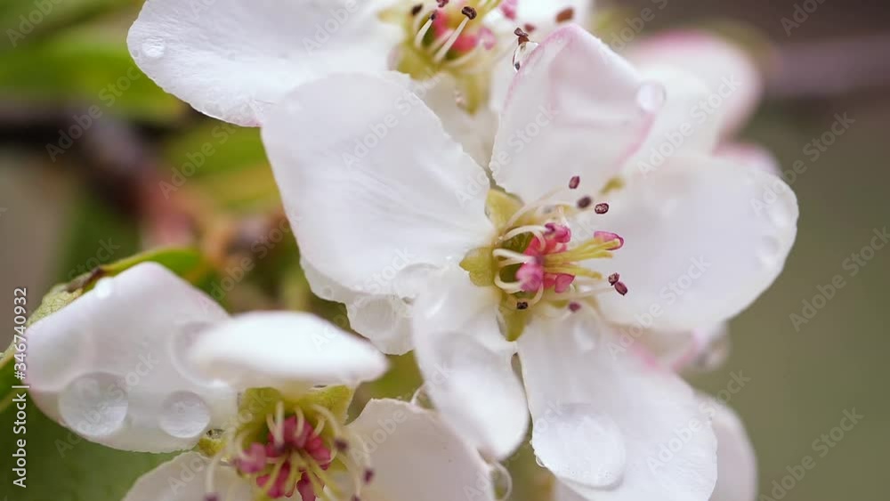 Cherry flowers with raindrops Cherry flowers with raindrops