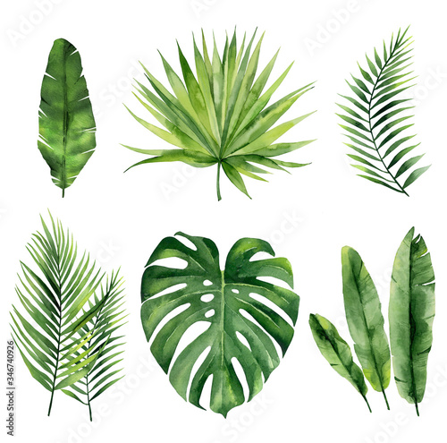Tropical summer leaves. Exotic plant set for textile design, invitation tropical design, greeting, card, postcard. Watercolour fronds isolated on white background.