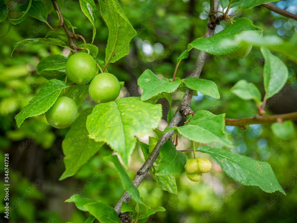 Fototapeta premium Unripe green mirabelle hanging from a branch. Fresh plum tree with fresh green leaves and blurred background.