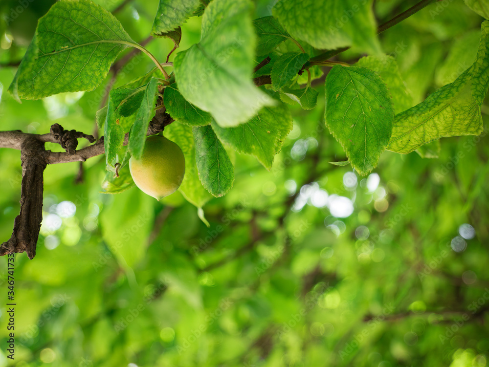 Fototapeta premium Single unripe green mirabelle hanging from a branch. Fresh plum tree with fresh green leaves and blurred background.