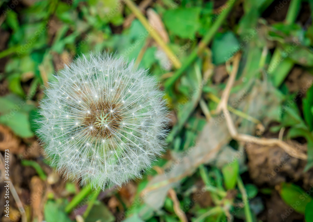 Beautiful dandelion against green background. Close up with a dandelion flower. Beautiful dandelion against green background. Close up with a dandelion flower.