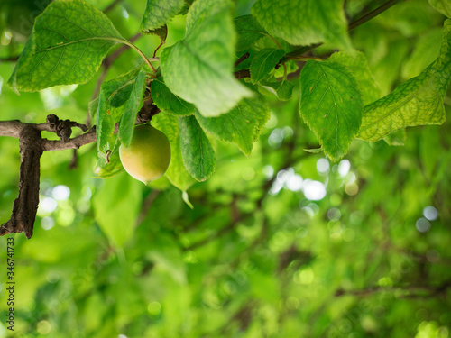 Wallpaper Mural Single unripe green mirabelle hanging from a branch. Fresh plum tree with fresh green leaves and blurred background. Torontodigital.ca