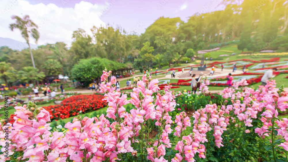 Colorful flowers in the tropical garden. Colorful flowers in the tropical garden.