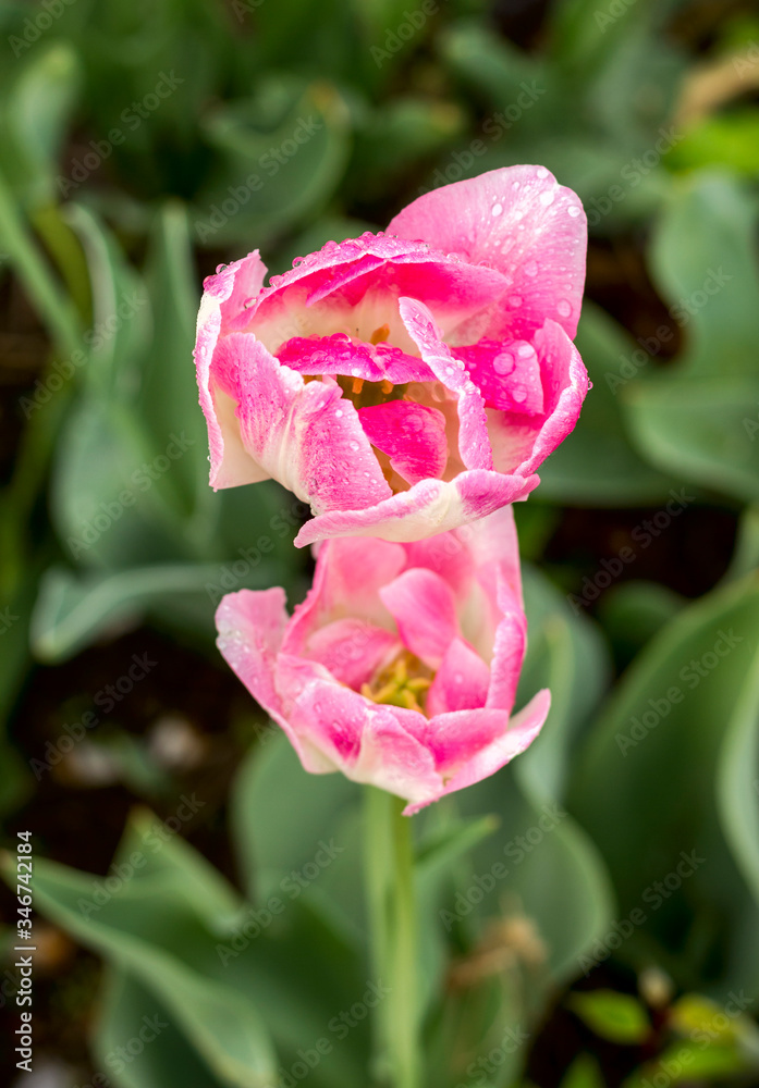 varietal terry tulip with white petals with pink spots and green veins from the bottom close up
