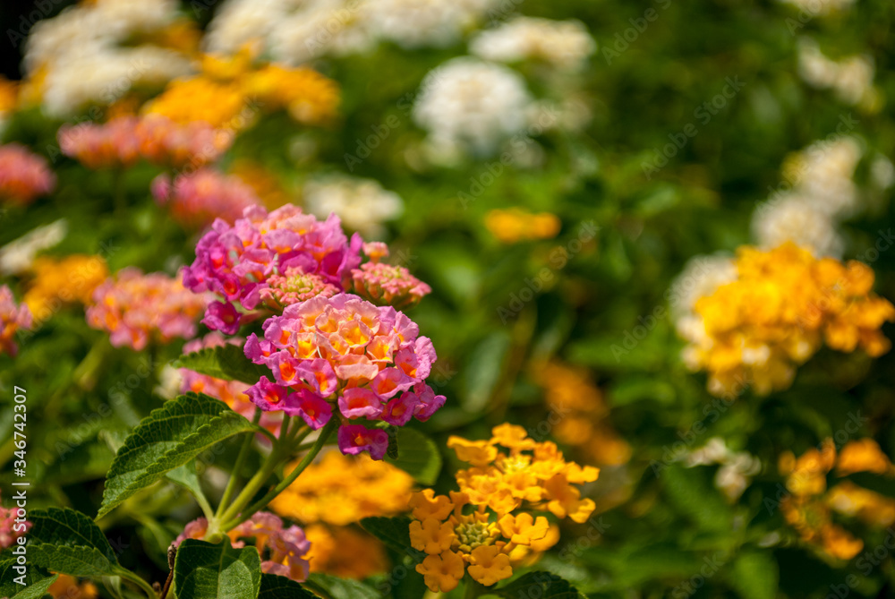 Obraz premium A close up group of lantana camara flower