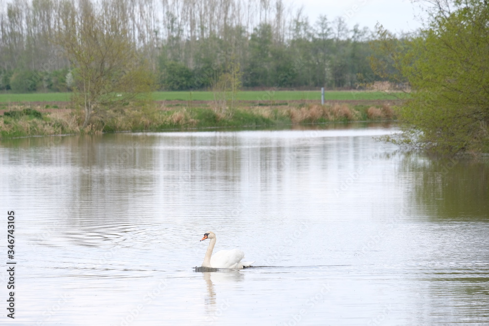 One white mute swan, Cygnus olor, gliding across a lake at dawn. Amazing morning scene, fairy tale, swan lake, swan reflected in the lake