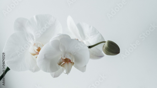 .white orchid bud  flower on a white background  close-up
