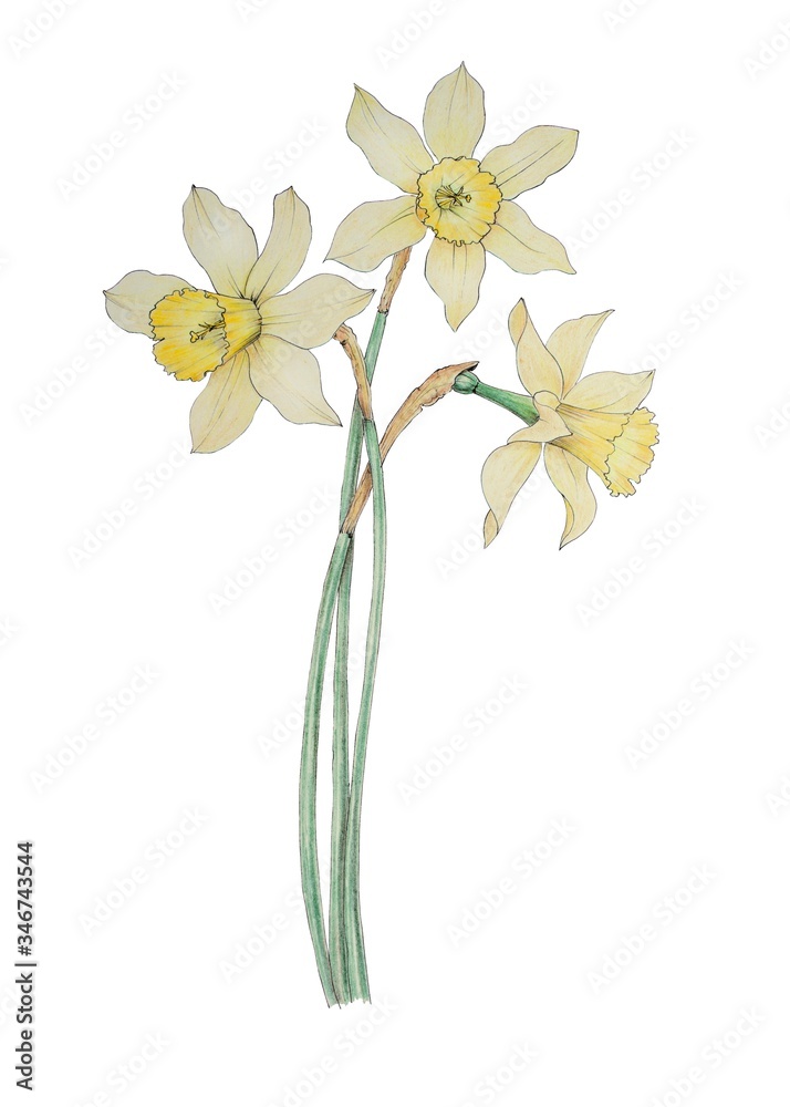 Fototapeta premium The bouquet of spring yellow daffodils. Botanical illustration of flowers.