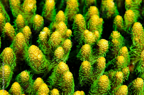 Acrapora hard coral polyps with flourescent color  Bali Indonesia.