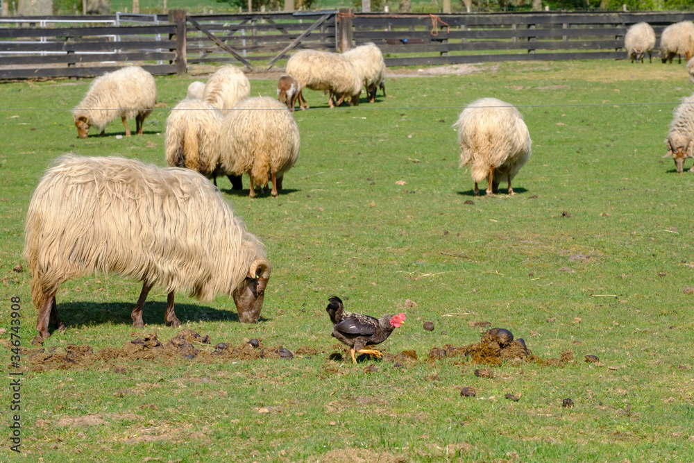 Obraz premium Close-up of black rooster crowing, the cock pecks in a lump of shit, selective focus. sheeps in background