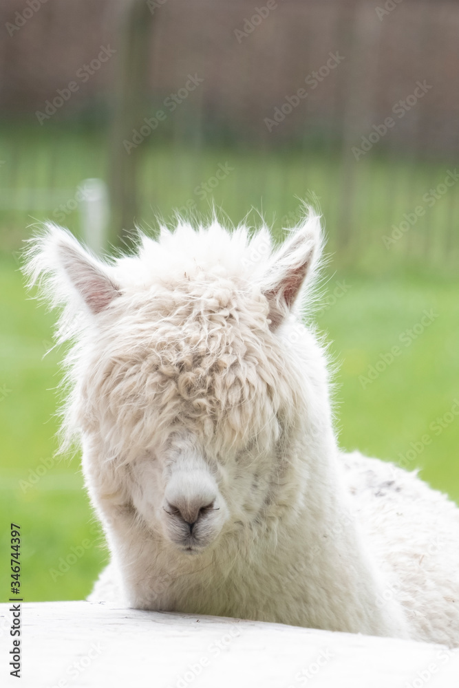White Alpaca, a white alpaca in a green meadow. Selective focus on the head of the alpaca, photo of head White Alpaca, a white alpaca in a green meadow. Selective focus on the head of the alpaca, photo of head