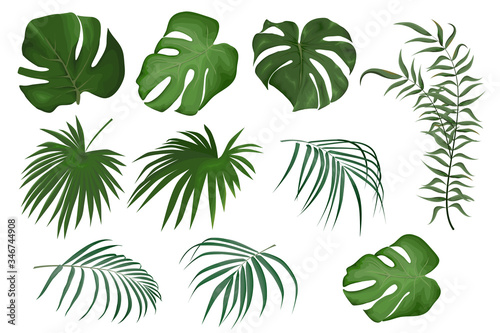 Vector set of tropical leaves. Leaves of palm  monstera  exotic greenery. Plants on a white background.