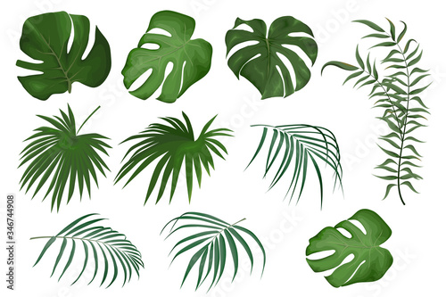 Vector set of tropical leaves. Leaves of palm, monstera, exotic greenery. Plants on a white background.