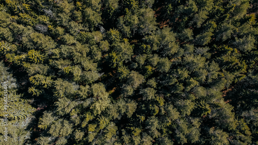 Ocean shore, sand and rocks on the sea coast. Pinetree forest top view from quadcopter.