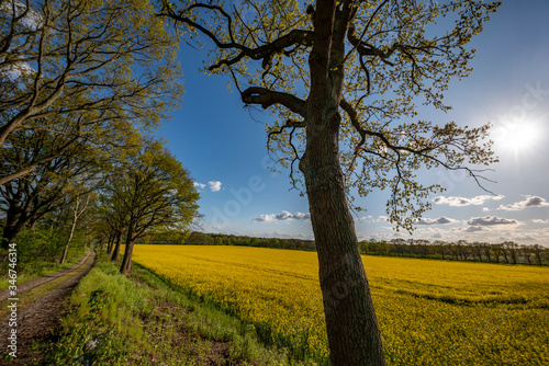 Rapessed field with an old tree in the front
