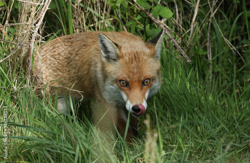 A beautiful wild Red Fox, Vulpes vulpes, licking its nose with its tongue, whilst out hunting for food in a meadow.