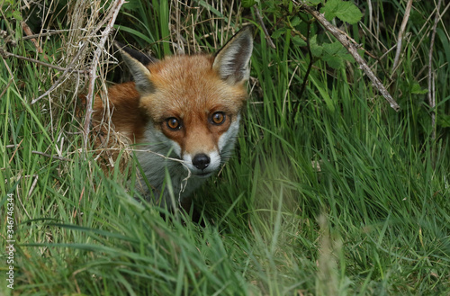 A pretty female wild Red Fox, Vulpes vulpes, emerging from its den to go hunting.