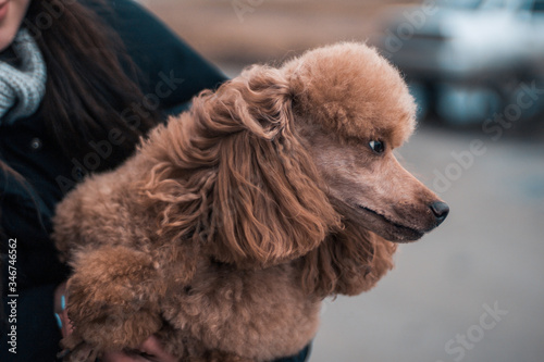 A red poodle with an interesting hairstyle sits calmly in the girl's arms. The dog looks away with a cute face. © Алексей Дегтярев