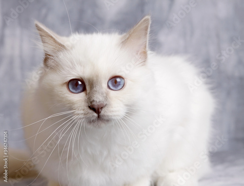 A portrait of sacred cat of burma with bluish background