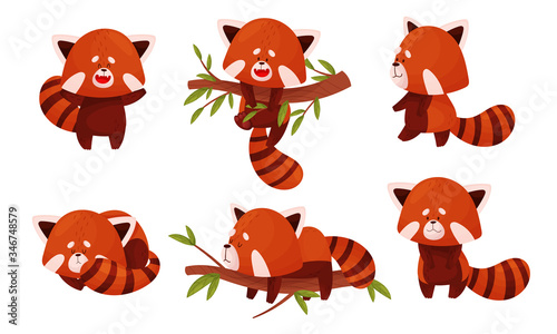 Cute Red Panda Character Doing Different Activities Vector Set