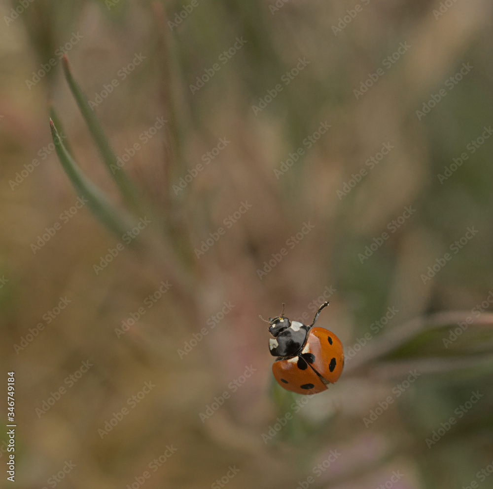 Naklejka premium Macro, nature image of ladybugs. Background, there is a place for text.