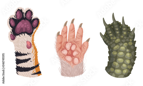Animal Paws with Claws and Hair Isolated on White Background Vector Set