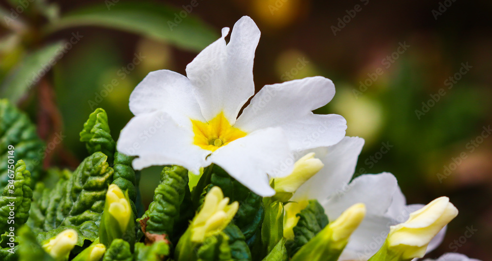 Obraz premium Blooming white primrose in the spring garden