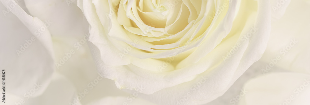 Soft focus, abstract floral background, white rose flower. Macro flowers backdrop for holiday brand design Soft focus, abstract floral background, white rose flower. Macro flowers backdrop for holiday brand design