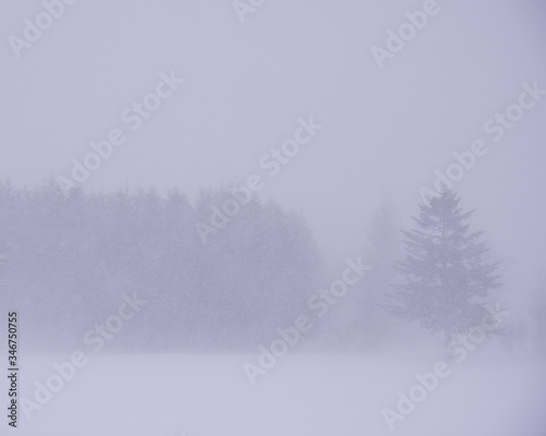 吹雪と木立（Snowstorm and grove） © FRAGMENTSOFHOKKAIDO