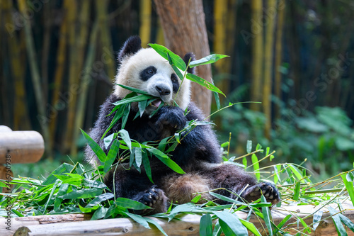 Fototapeta Cute panda sitting and eating bamboo