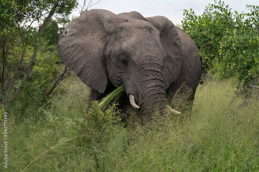 Fototapeta premium Słoń afrykański, Loxodonta africana, Park Narodowy Krugera, RPA