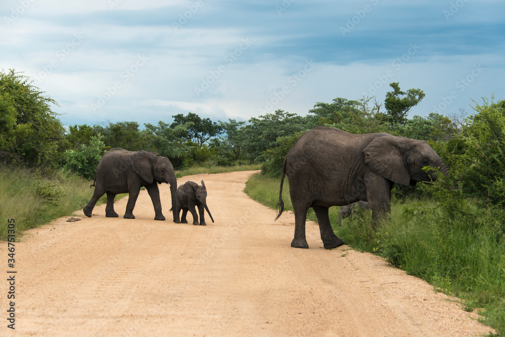 Eléphant d'Afrique, Loxodonta africana, Parc national Kruger, Afrique du Sud