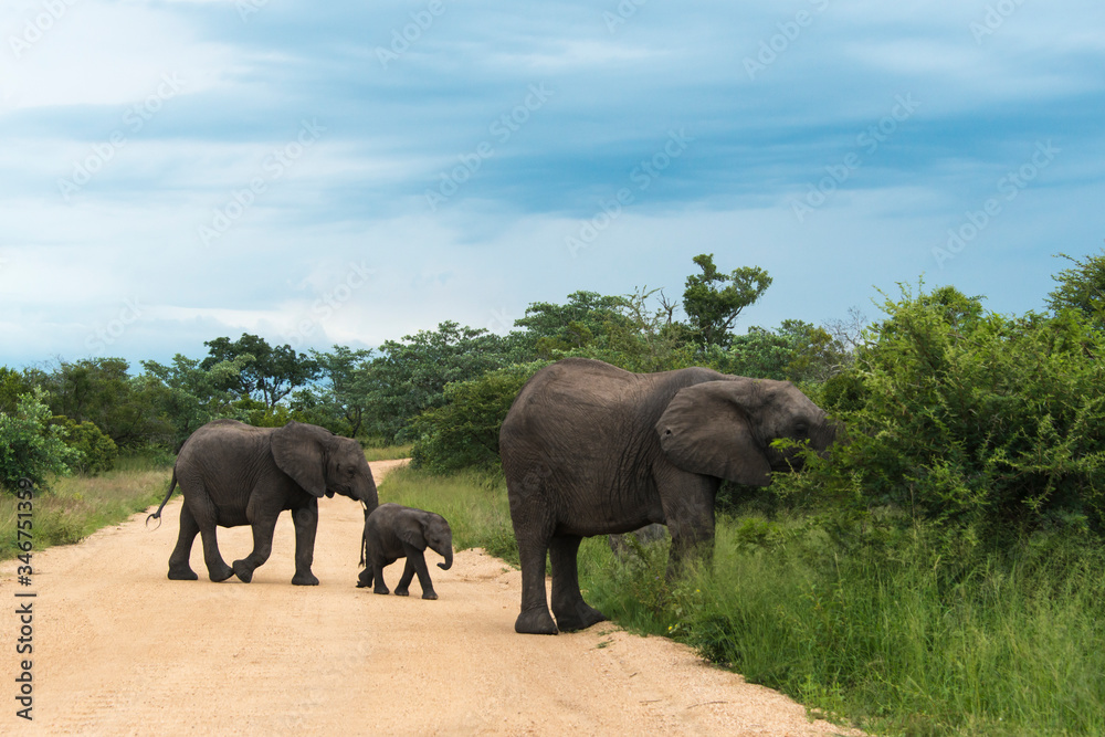 Fototapeta premium Słoń afrykański, Loxodonta africana, Park Narodowy Krugera, RPA