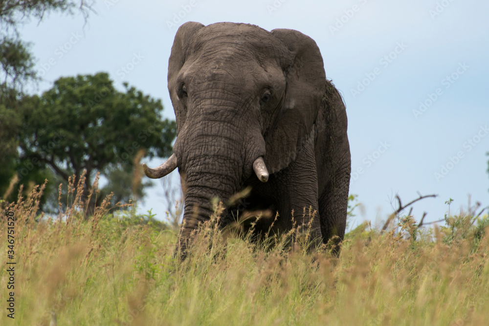 Fototapeta premium Eléphant d'Afrique, Loxodonta africana, Parc national Kruger, Afrique du Sud