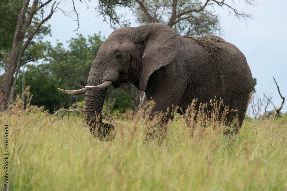 Eléphant d'Afrique, Loxodonta africana, Parc national Kruger, Afrique du Sud