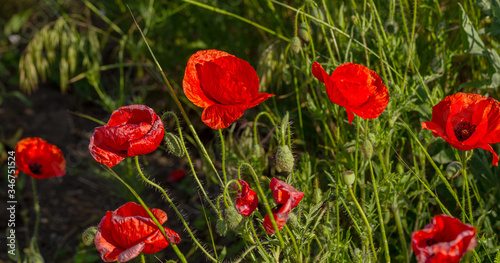 Flowers red poppies bloom in wild field. Beautiful field of red poppies with highlighted focus. Soft light. Toning. Creative Creative Processing Natural Background
