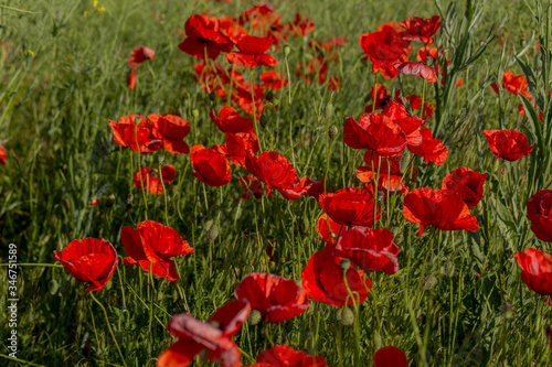 Flowers red poppies bloom in wild field. Beautiful field of red poppies with highlighted focus. Soft light. Toning. Creative Creative Processing Natural Background