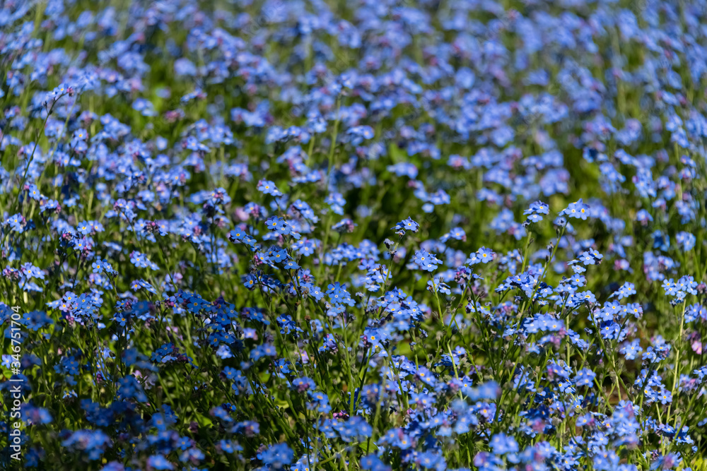 Vergissmeinnicht Forget-me-Not Myosotis Zierpflanze Garten Blau Frühling Frühjahr klein lila Knospen Liebe vermissen Erinnerung Friedhof Symbol beliebt Nahaufnahme Makro
