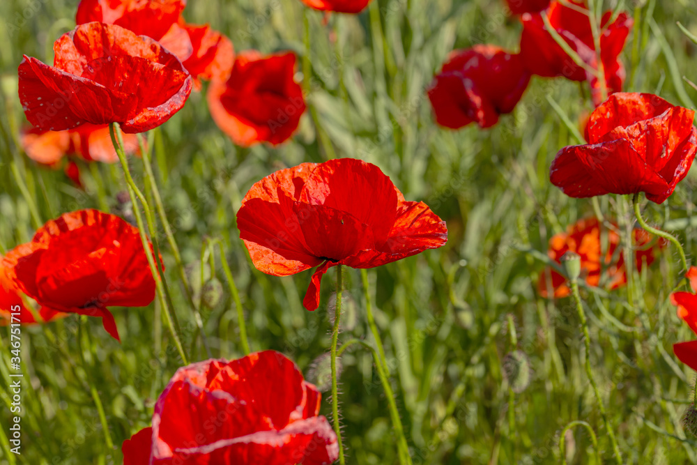 Flowers red poppies bloom in wild field. Beautiful field of red poppies with highlighted focus. Soft light. Toning. Creative Creative Processing Natural Background Flowers red poppies bloom in wild field. Beautiful field of red poppies with highlighted focus. Soft light. Toning. Creative Creative Processing Natural Background