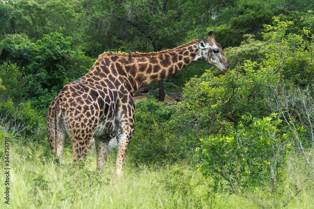 Obraz premium Girafe, Giraffa Camelopardalis, Parc national Kruger, Afrique du Sud