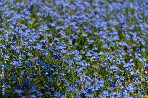 Vergissmeinnicht Forget-me-Not Myosotis Zierpflanze Garten Blau Fr  hling Fr  hjahr klein lila Knospen Liebe vermissen Erinnerung Friedhof Symbol beliebt Nahaufnahme Makro 