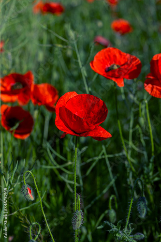 Flowers red poppies bloom in wild field. Beautiful field of red poppies with highlighted focus. Soft light. Toning. Creative Creative Processing Natural Background
