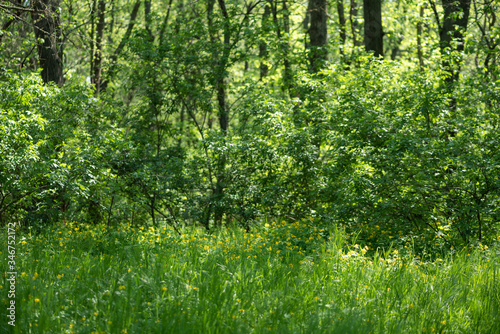 Fresh spring green grass in the forest © stockshishkin