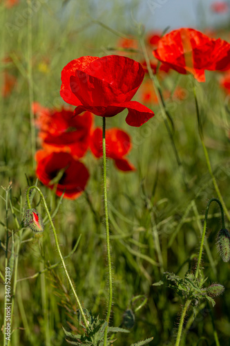 Fototapeta Naklejka Na Ścianę i Meble -  Flowers red poppies bloom in wild field. Beautiful field of red poppies with highlighted focus. Soft light. Toning. Creative Creative Processing Natural Background