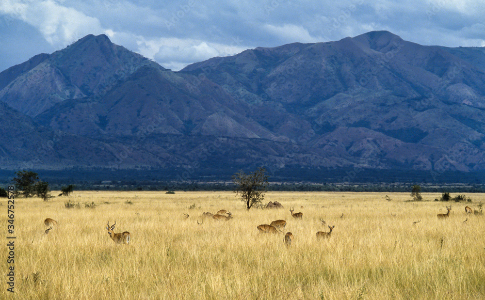 Parc de la Rwindi, Parc National des Virunga , République démocratique du Congo