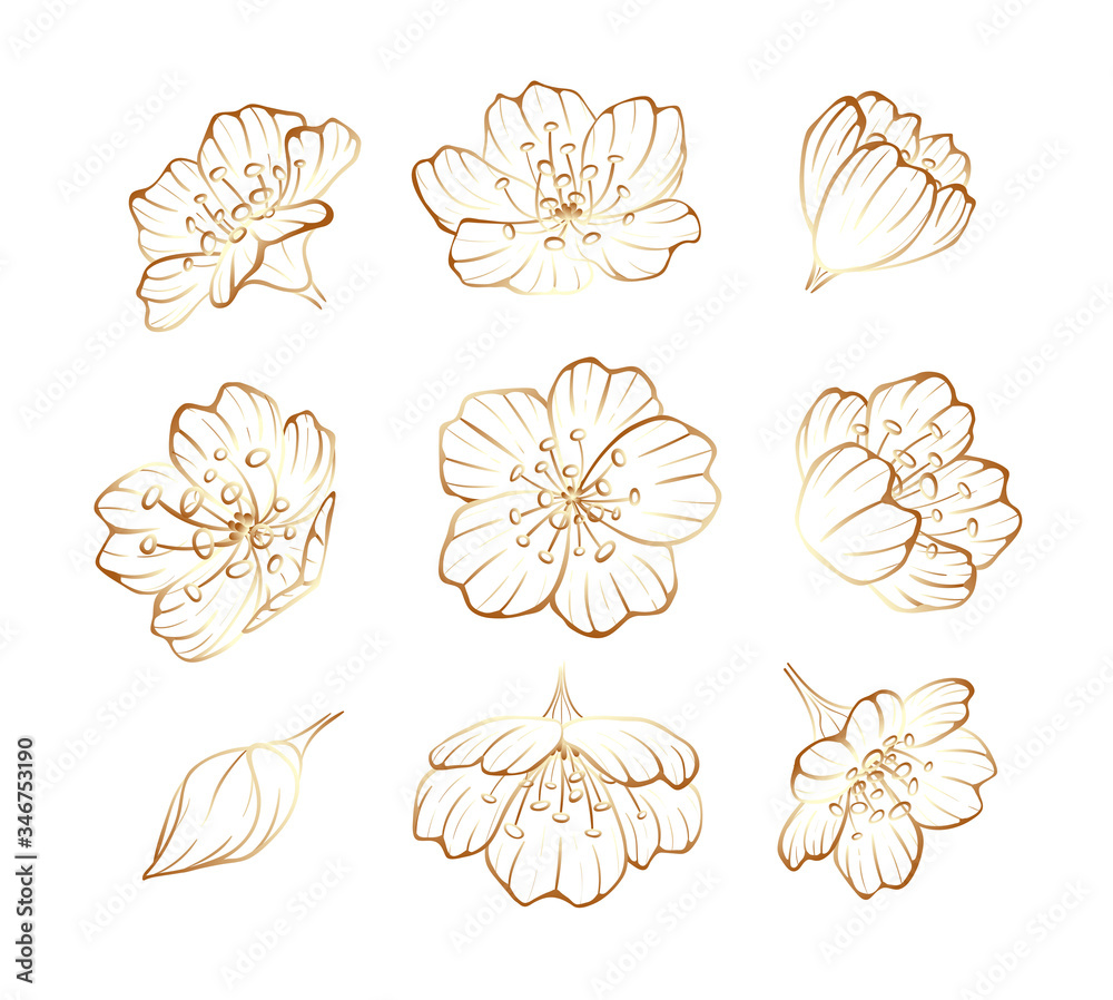 Golden outline of sakura flowers, cherry blossom