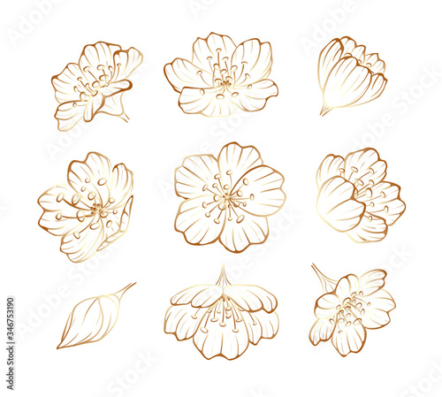 Golden outline of sakura flowers, cherry blossom