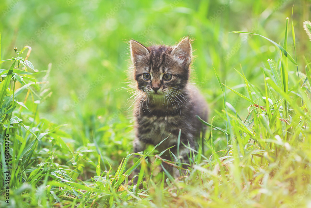 Portrait of a little kitten sitting on the grass in a spring garden